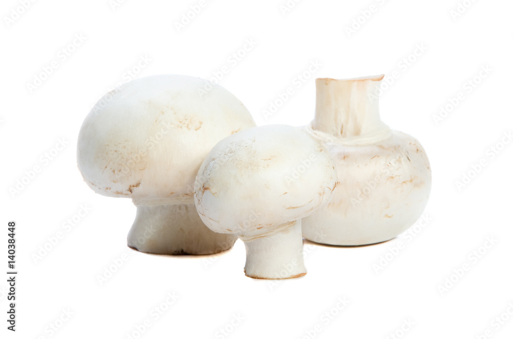 Fresh mushrooms isolated on a white background Fresh mushrooms isolated on a white background