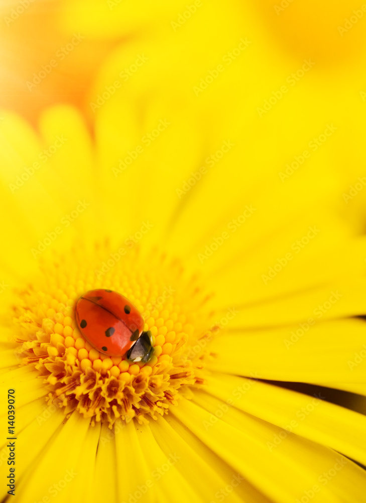 Small ladybug sleeping on yellow flower's petals Small ladybug sleeping on yellow flower's petals