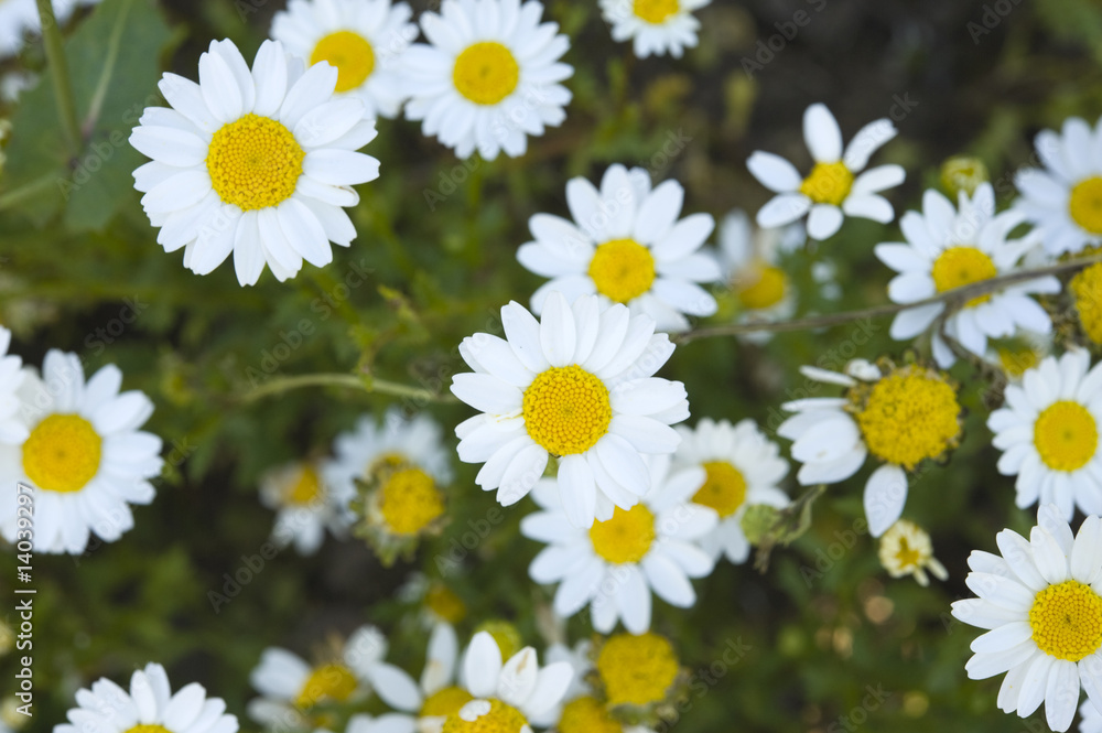 Fototapeta premium Crazy daisy's