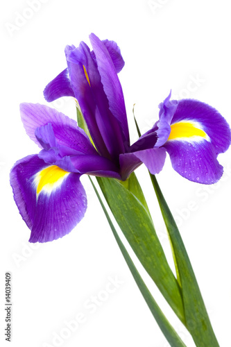 Fototapeta Naklejka Na Ścianę i Meble -  yellow iris
