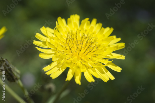 Dandelion macro