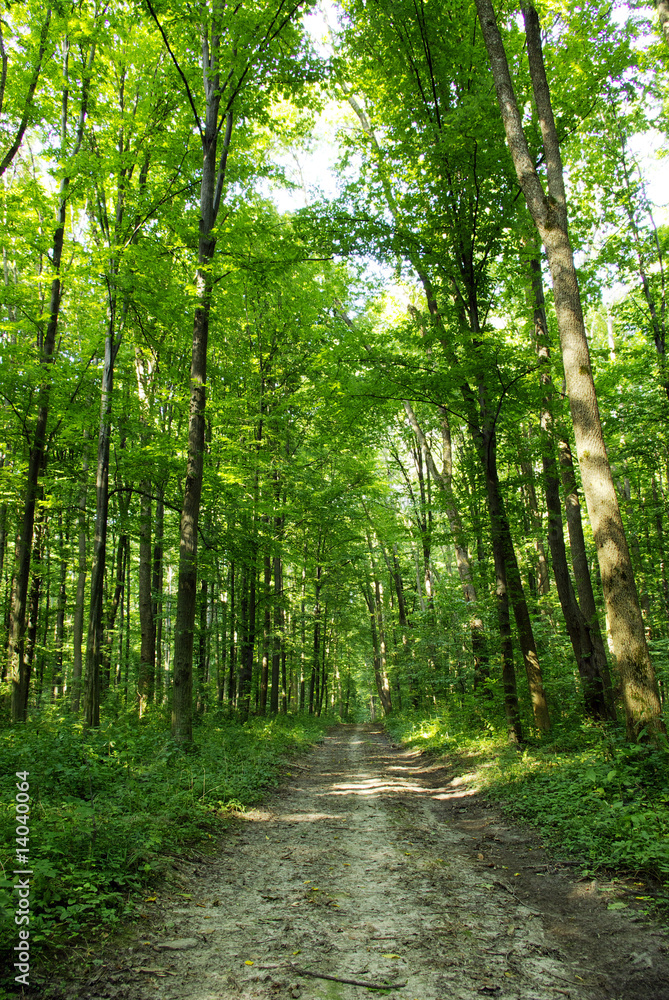 Forest Forest