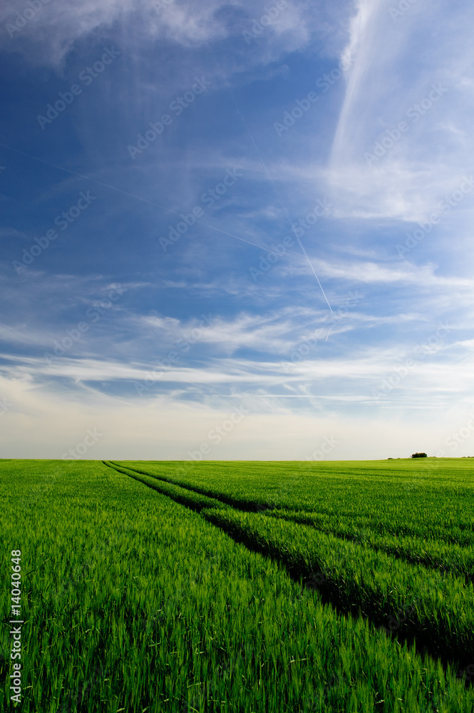 Obraz premium Getreide im Frühling