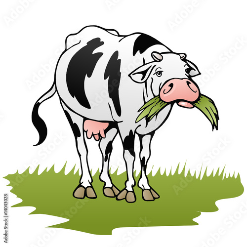mucca al pascolo