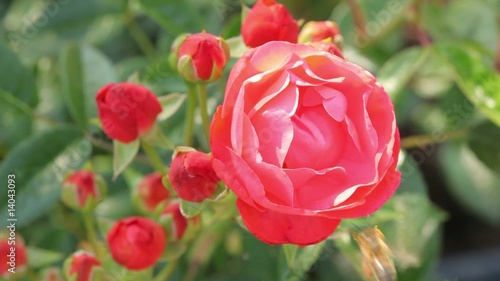 Wallpaper Mural Close up of beautiful rose with bee flying Torontodigital.ca