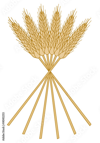 spighe di grano