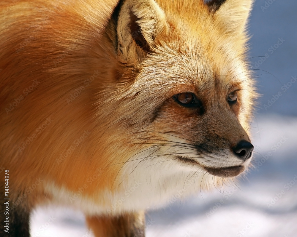 Obraz premium Beautiful Hunter