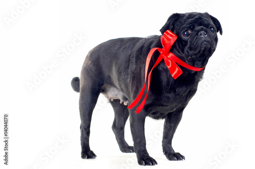 Blac Pug with red bow on neck