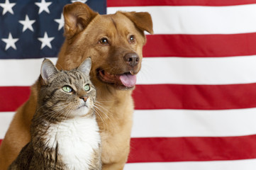 American cat and dog