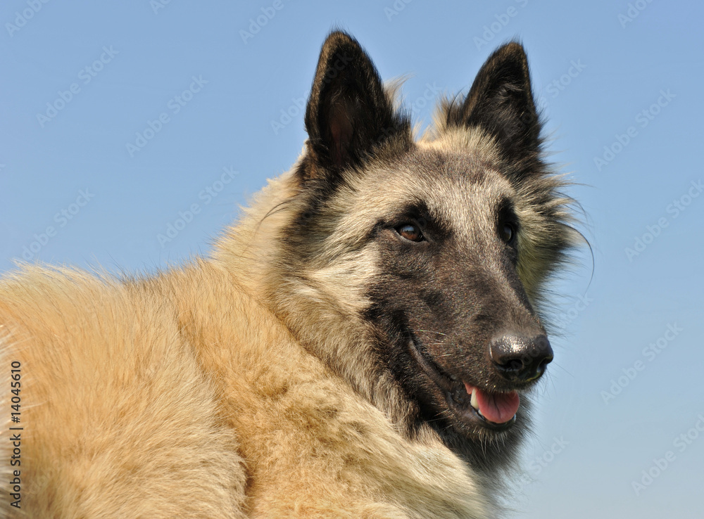 portrait de berger belge tervueren portrait de berger belge tervueren