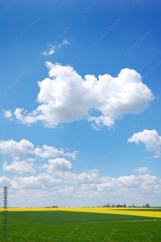 Obraz premium green field