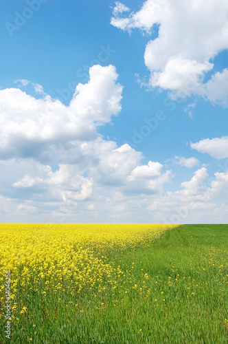 Yellow and green field 1