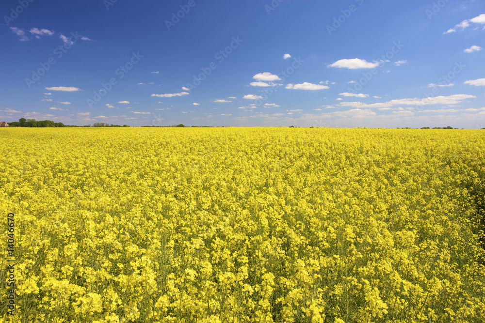 a fresh yellow field of rapeseed in summer with a blue sky a fresh yellow field of rapeseed in summer with a blue sky