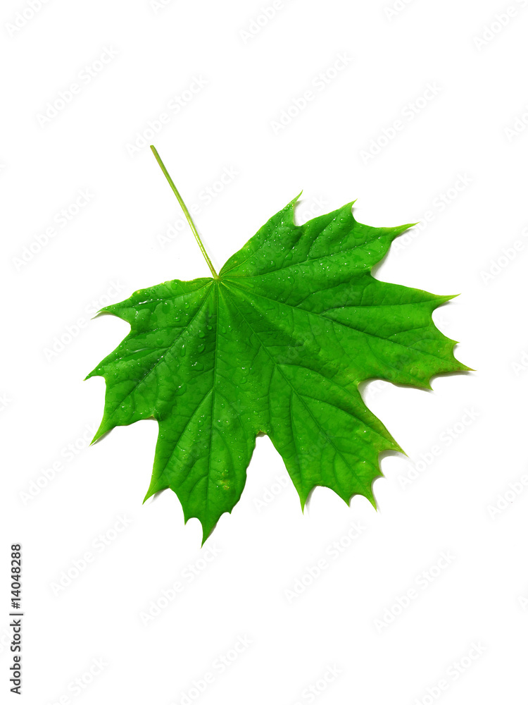 green maple leaf on white background green maple leaf on white background