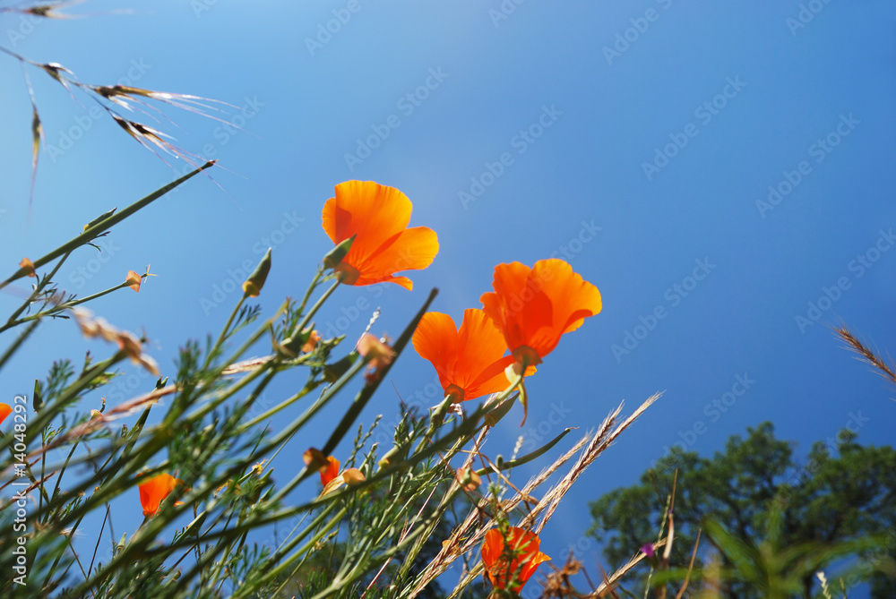 Fototapeta premium California Poppies Reaching Sky