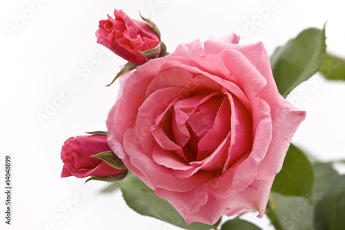 rosa  fiore  boccioli