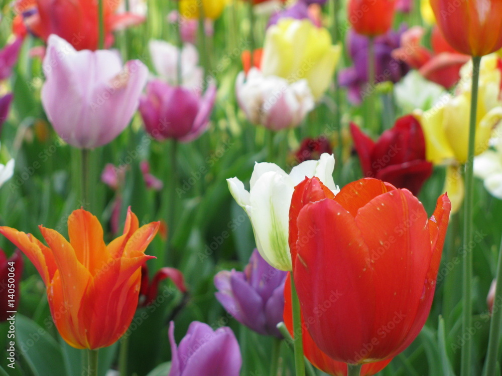 Fototapeta premium Tulpen