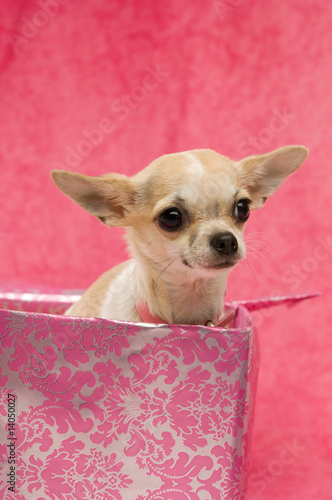Chihuahua on a pink background © Paul Cotney