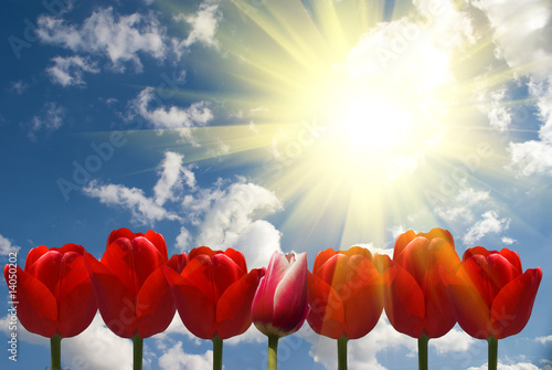 Red tulips, sky and clouds
