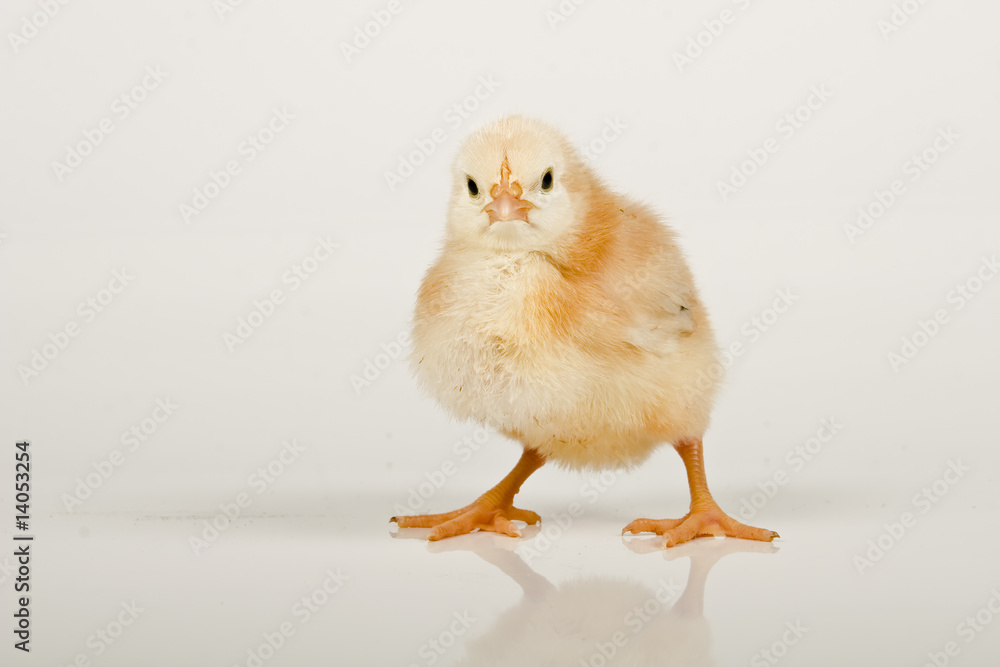 baby chicken