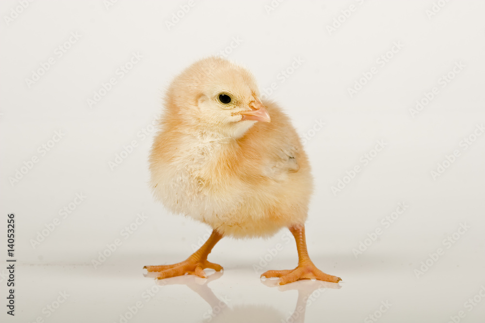 baby chicken baby chicken