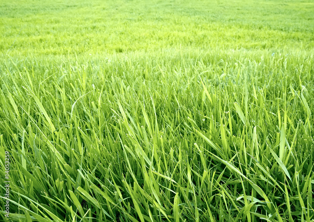Green grass background. Green grass background.