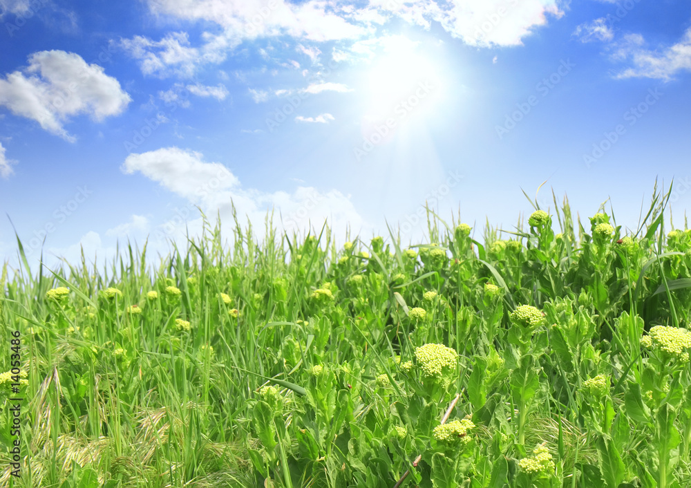 Beautiful landscape-green grass, the blue sky and sun Beautiful landscape-green grass, the blue sky and sun