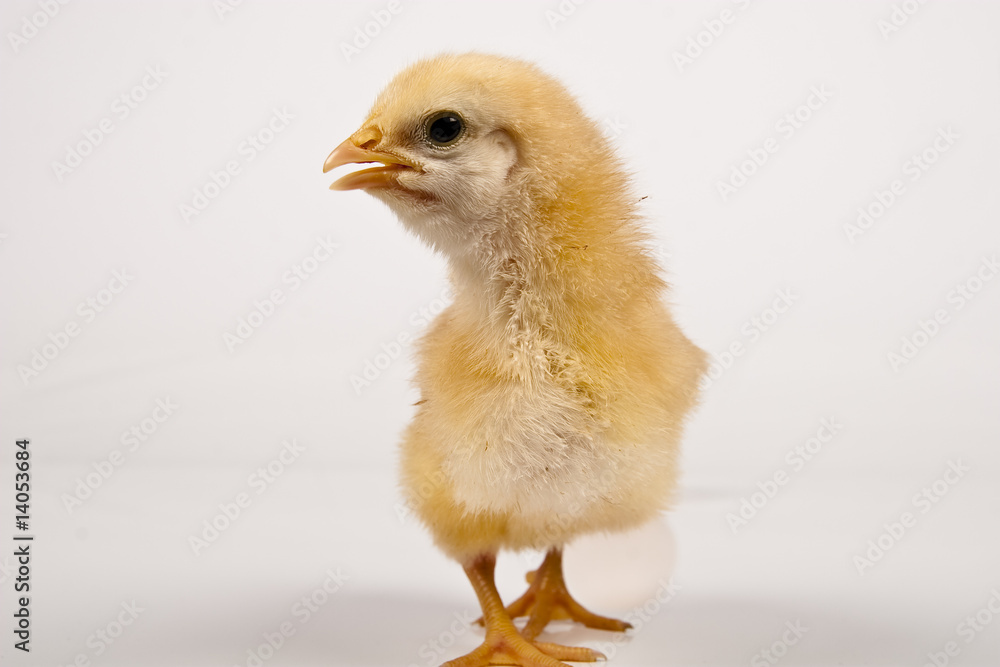 baby chicken baby chicken
