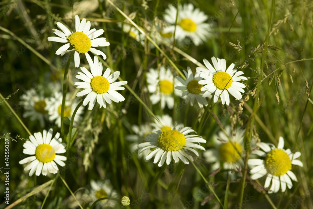 Fototapeta premium daisy