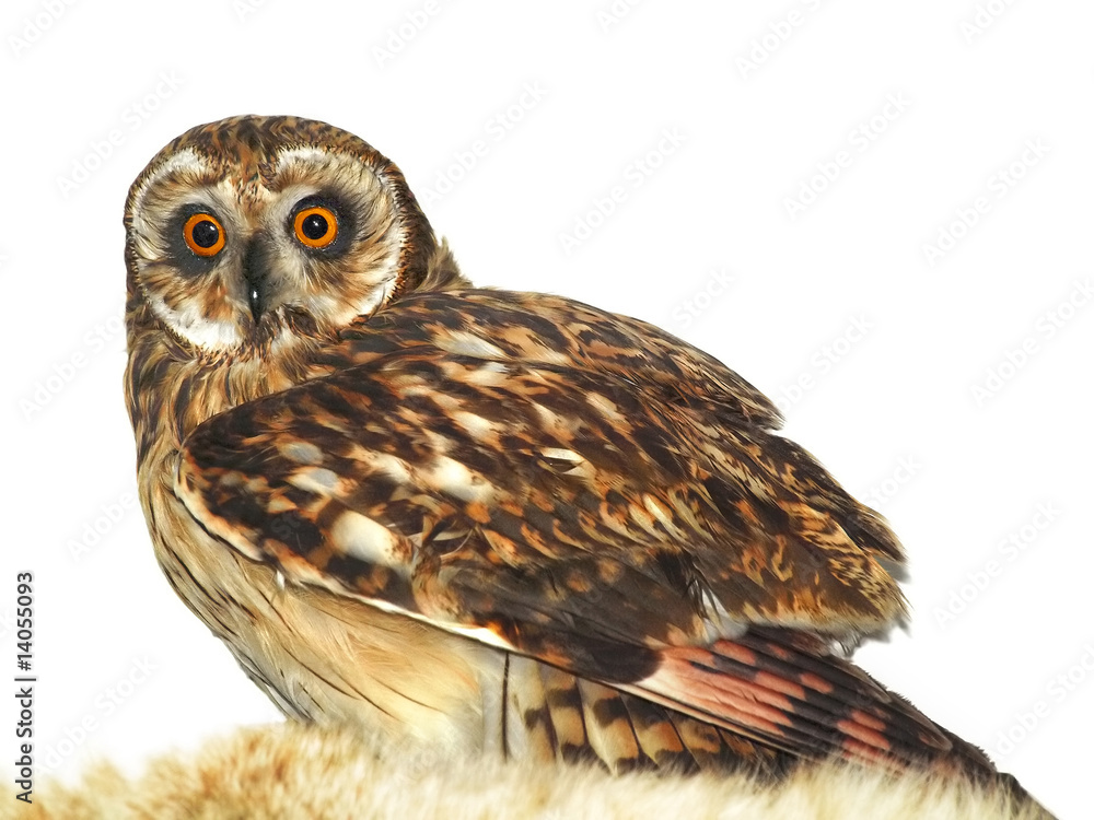 Fototapeta premium the owl, isolated