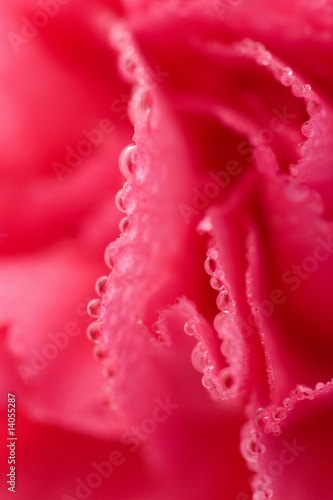 macro of carnation flower with water drops