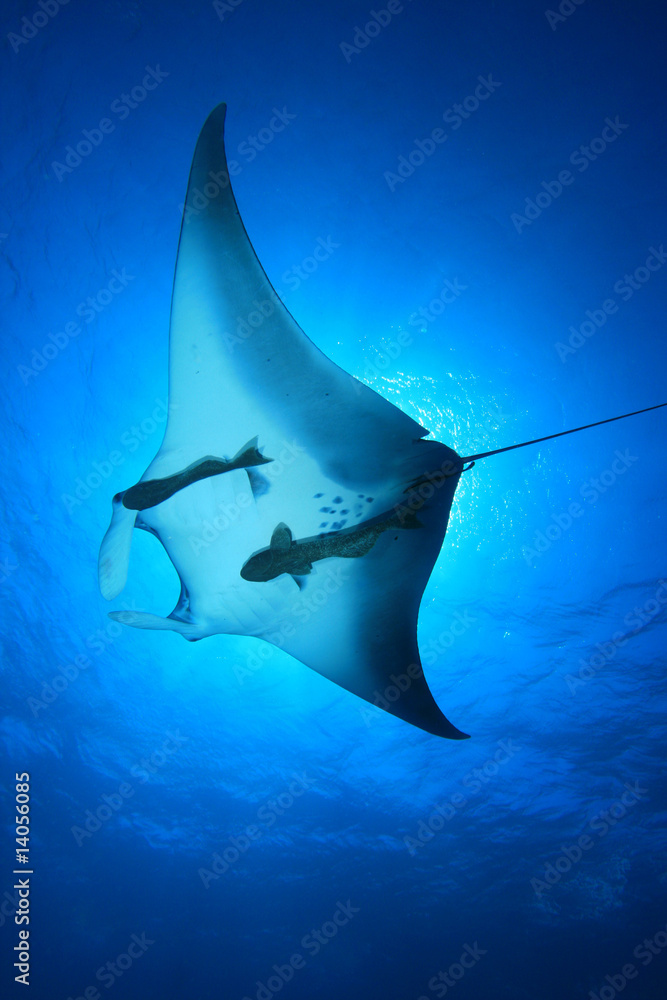 Fototapeta premium Manta Ray (Manta birostris)