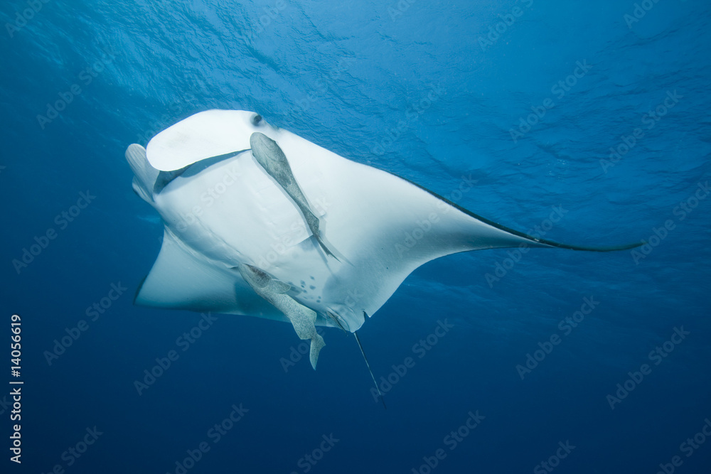 Obraz premium Manta Ray (Manta birostris)