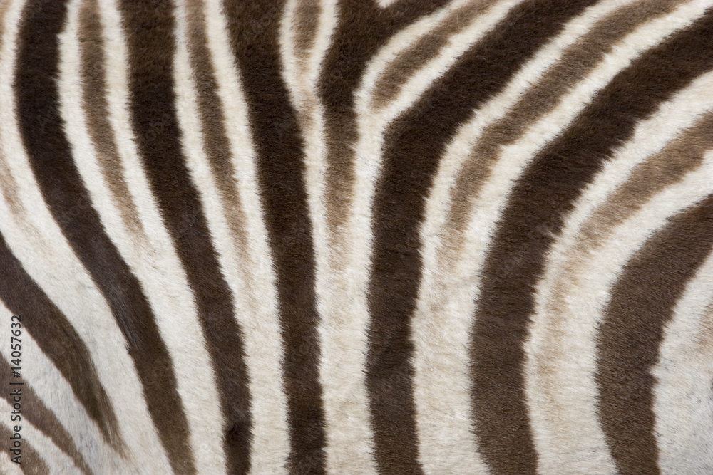 Zebra Zebra