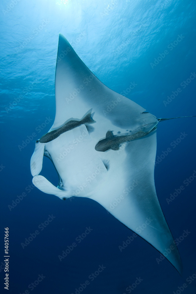 Obraz premium Manta Ray (Manta birostris)