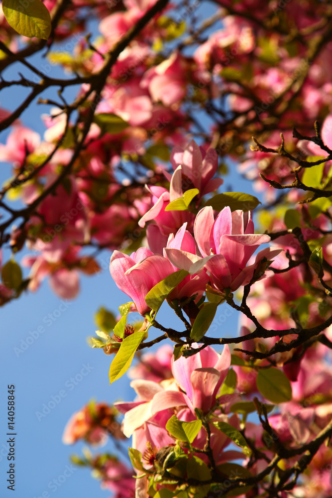 Obraz premium Spring portrait