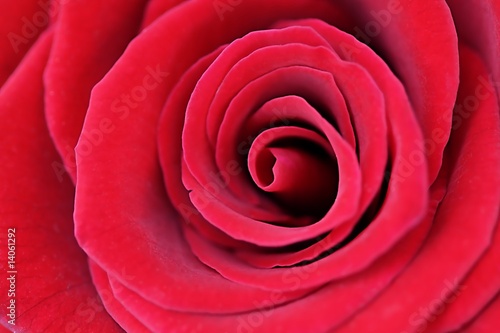 rote Rose © tospark