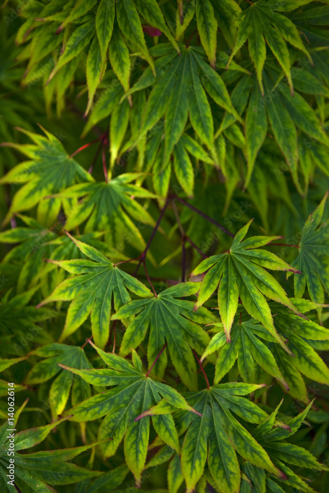 plante plante