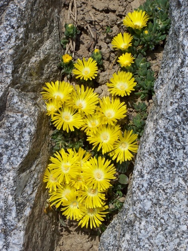 Fleurs jaune rocher photo