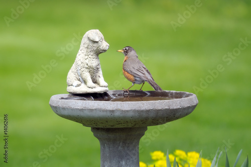 фотографія American robin perched on a birdbath