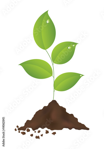 Green plant isolated on a white background. Vector illustration.