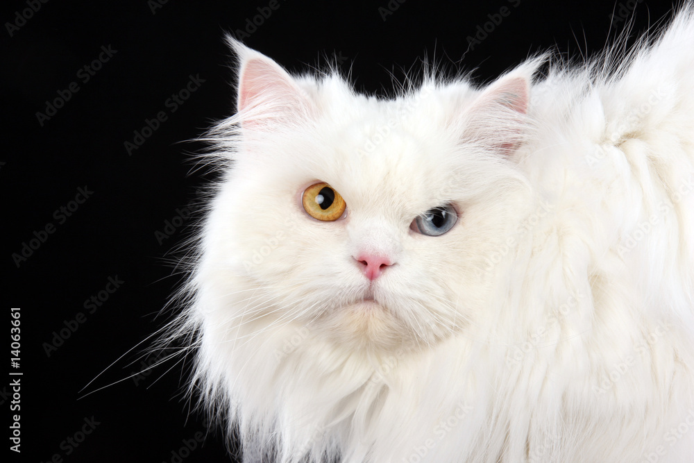 Weiße Katze