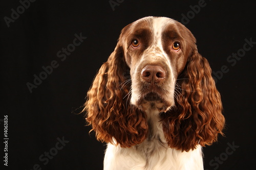 Billede på lærred English Springer Spaniel