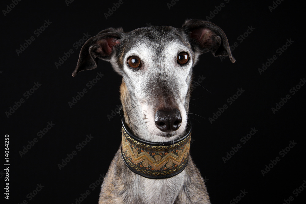 Windhund Windhund