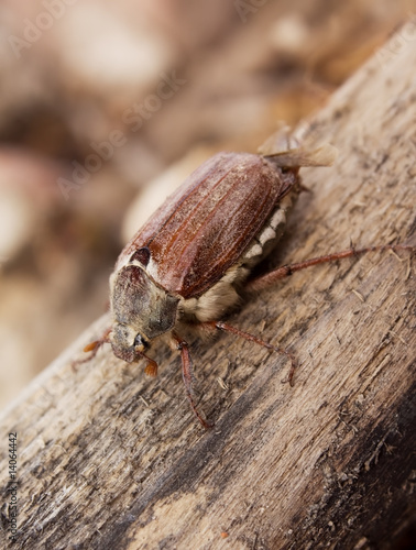May-bug beetle