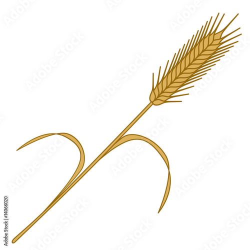 spigha di grano