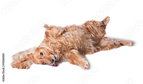 Obraz na płótnie cocker spaniel