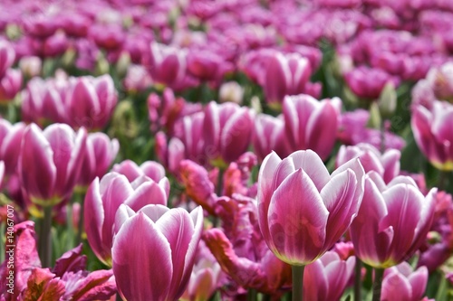 Tulpen auf Wiese