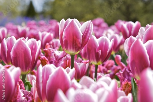 Tulpen auf Wiese