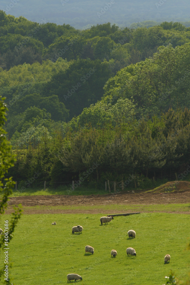 Fototapeta premium Countryside view with grassland livestock sheeps